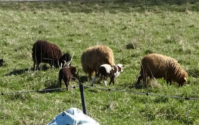 Bild